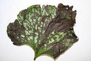 uploads/images/pest/chrysanthemum nematodes.jpg